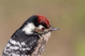 Mali_detel_Lesser_spotted_woodpecker_12.jpg