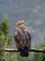 Mali_klinkac_Lesser_spotted_eagle_Aquila_pomarina_Orli_Accipitridae=01.jpg