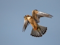 Rdecenoga_postovka_Red_footed_falcon_Falco_vespertinus_Sokoli_Falconidae_46.jpg