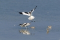 Sabljarka_Avocet_Recurvirostra_avosetta_Polojniki_Recurvirostridae_34.jpg