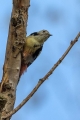 Srednji_detel_Middle_spotted_woodpecker_Dendrocopus_medius_Zolne_Picidae_06.jpg