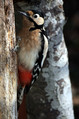 Veliki_detel_Great_spotted_woodpecker_08.jpg