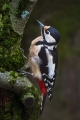Veliki_detel_Great_spotted_woodpecker_Zolne_Zolne_Picidae_12~0.jpg