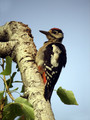 Veliki_detel_Great_spotted_woodpecker_04.jpg