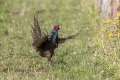 Fazan_Pheasant_Phasianus_colchicus_Poljske_kure_Phasianidae_62.jpg