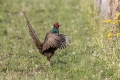Fazan_Pheasant_Phasianus_colchicus_Poljske_kure_Phasianidae_63.jpg