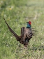 Fazan_Pheasant_Phasianus_colchicus_Poljske_kure_Phasianidae_66.jpg