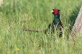 Fazan_Pheasant_Phasianus_colchicus_Poljske_kure_Phasianidae_67.jpg