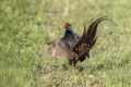 Fazan_Pheasant_Phasianus_colchicus_Poljske_kure_Phasianidae_68.jpg
