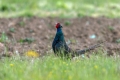 Fazan_Pheasant_Phasianus_colchicus_Poljske_kure_Phasianidae_69.jpg