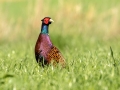 Fazan_Pheasant_Phasianus_colchicus_Poljske_kure_Phasianidae_83.jpg