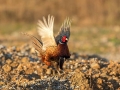 Fazan_Pheasant_Phasianus_colchicus_Poljske_kure_Phasianidae_90.jpg