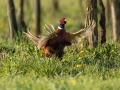 Fazan_Pheasant_Phasianus_colchicus_Poljske_kure_Phasianidae_91.jpg