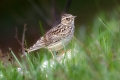 Hribski_skrjanec_Woodlark_11.jpg