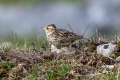 Hribski_skrjanec_Woodlark_13.jpg