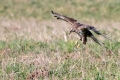 Kanja_Common_buzzard_Buteo_buteo_46.jpg