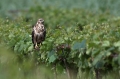 Kanja_Common_buzzard_Buteo_buteo_76.jpg
