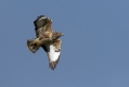 Kanja_Common_buzzard_Buteo_buteo_77.jpg