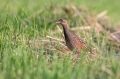 Kosec_Corn_crake_Crex_crex_Tukalice_Rallidae_18.jpg