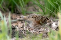 Kosec_Corn_crake_Crex_crex_Tukalice_Rallidae_32.jpg