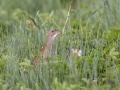 Kosec_Corn_crake_Crex_crex_Tukalice_Rallidae_37.jpg
