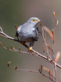 Kukavica_Common_cuckoo_62.jpg