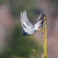 Kukavica_Common_cuckoo_63.jpg