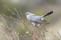 Kukavica_Common_cuckoo_64.jpg