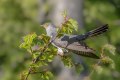 Kukavica_Common_cuckoo_65.jpg