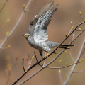 Kukavica_Common_cuckoo_67.jpg