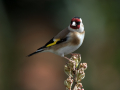 Liscek_Goldfinch_Carduelis_chloris_Scinkavci_Fringillidae_58.jpg