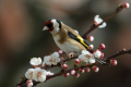Liscek_Goldfinch_Carduelis_chloris_Scinkavci_Fringillidae_59.jpg