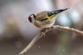 Liscek_Goldfinch_Carduelis_chloris_Scinkavci_Fringillidae_60.jpg