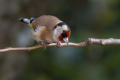 Liscek_Goldfinch_Carduelis_chloris_Scinkavci_Fringillidae_61.jpg