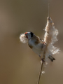 Liscek_Goldfinch_Carduelis_chloris_Scinkavci_Fringillidae_62.jpg