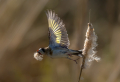 Liscek_Goldfinch_Carduelis_chloris_Scinkavci_Fringillidae_64.jpg