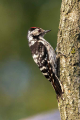 Mali_detel_Lesser_spotted_woodpecker_24.jpg