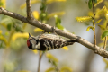 Mali_detel_Lesser_spotted_woodpecker_28.jpg
