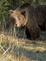 Medved_Bear_59.jpg