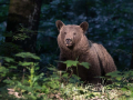 Medved_Bear_66.jpg