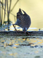 Mokoz_Water_rail_49.jpg