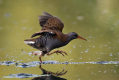 Mokoz_Water_rail_50.jpg