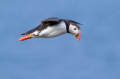 Mormon_Puffin_Fratercula_arctica_Njorke_Alcidae_14.jpg