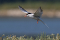 Navadna_cigra_Common_tern_14.jpg