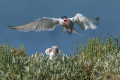 Navadna_cigra_Common_tern_21.jpg