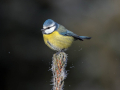 Plavcek_Blue_tit_39.jpg