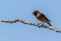 Pogorelcek_Redstart_Phoenicurus_phoenicurus_Drozgi_Turdidae_22.jpg