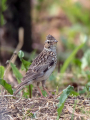 Poljski_skrjanec_Skylark_32.jpg
