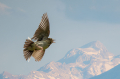 Ime datoteke=Poljski_skrjanec_Skylark_37.jpg
Velikost datoteke=239KB
Dimenzija=950x633
Datum objave=24.07.2026 Poljski_skrjanec_Skylark_37.jpg