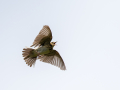 Poljski_skrjanec_Skylark_38.jpg